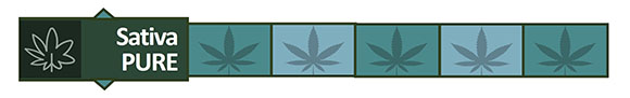 Strain