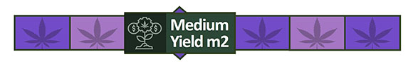 Medium