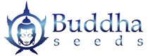 Buddha Seeds Cannabis Seeds Bank Discontinued For Sale Buddha Seeds Marijuana Breeder No Longer Available to buy