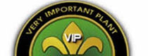VIP Cannabis Seeds Bank Discontinued For Sale VIP Marijuana Breeder No Longer Available to buy