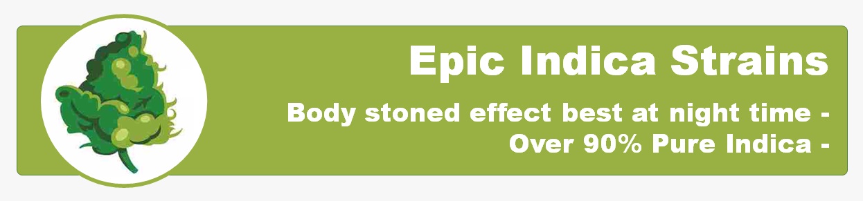 Epic Pure Indica Cannabis Strains (best Indica Marijuana)
