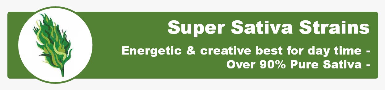 Super Pure Sativa Marijuana Strains our top selection